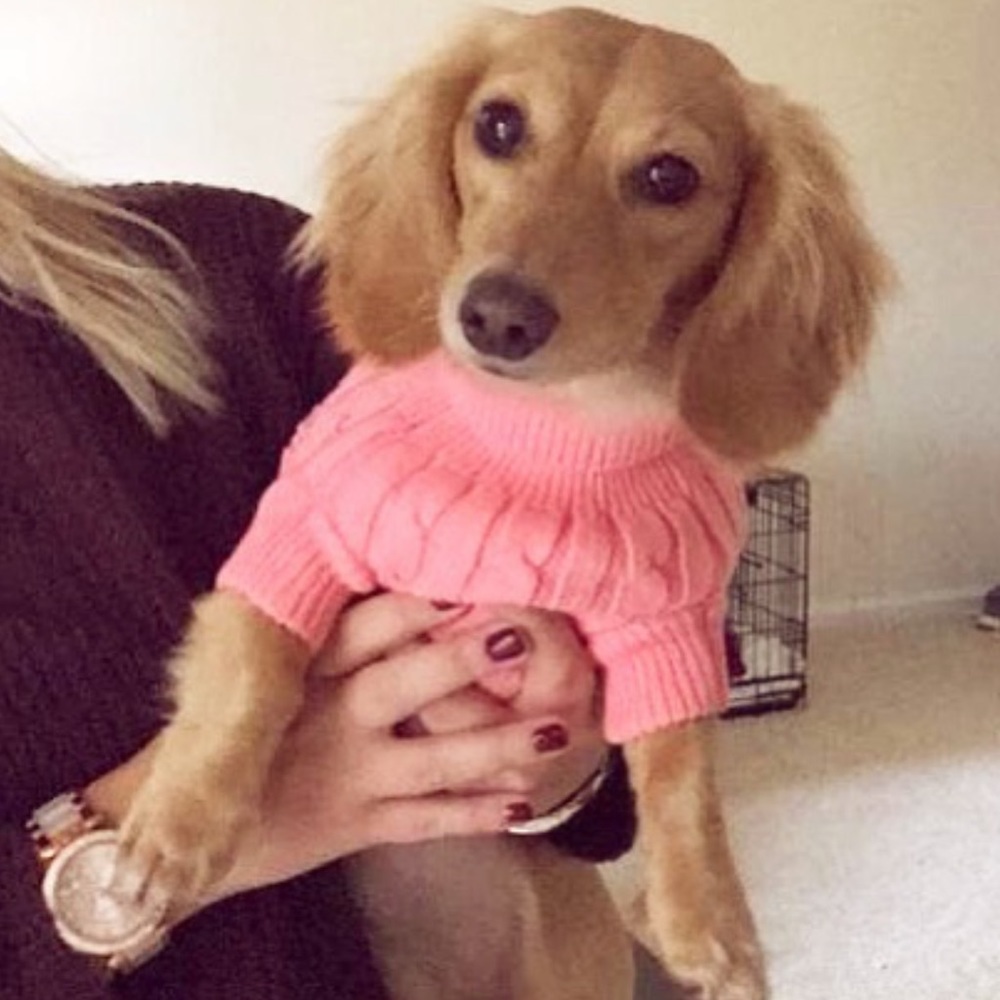 🎀 Pink Puppy Bundle Alert! 🎀